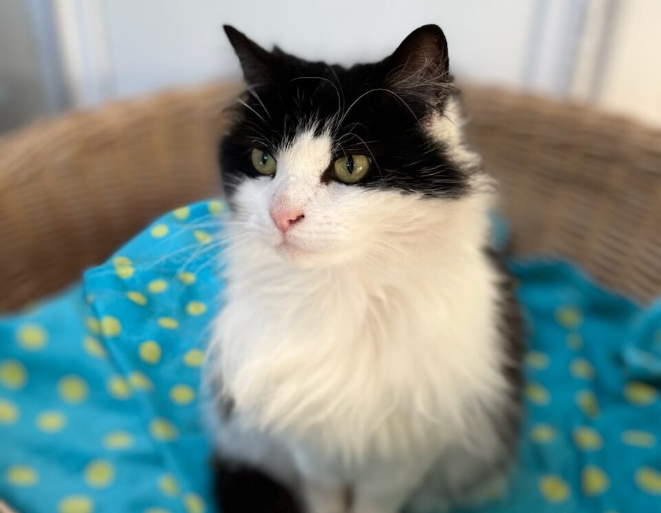 Moo – Update!