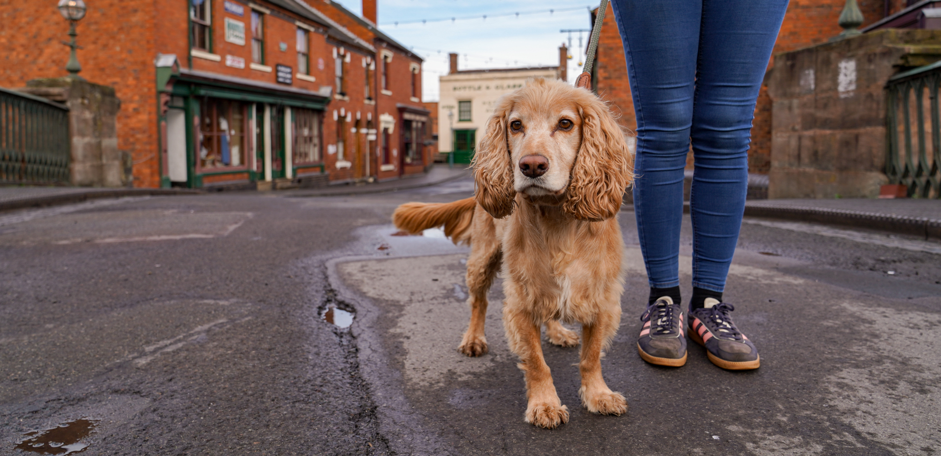 Dog Days update – 2026 plans